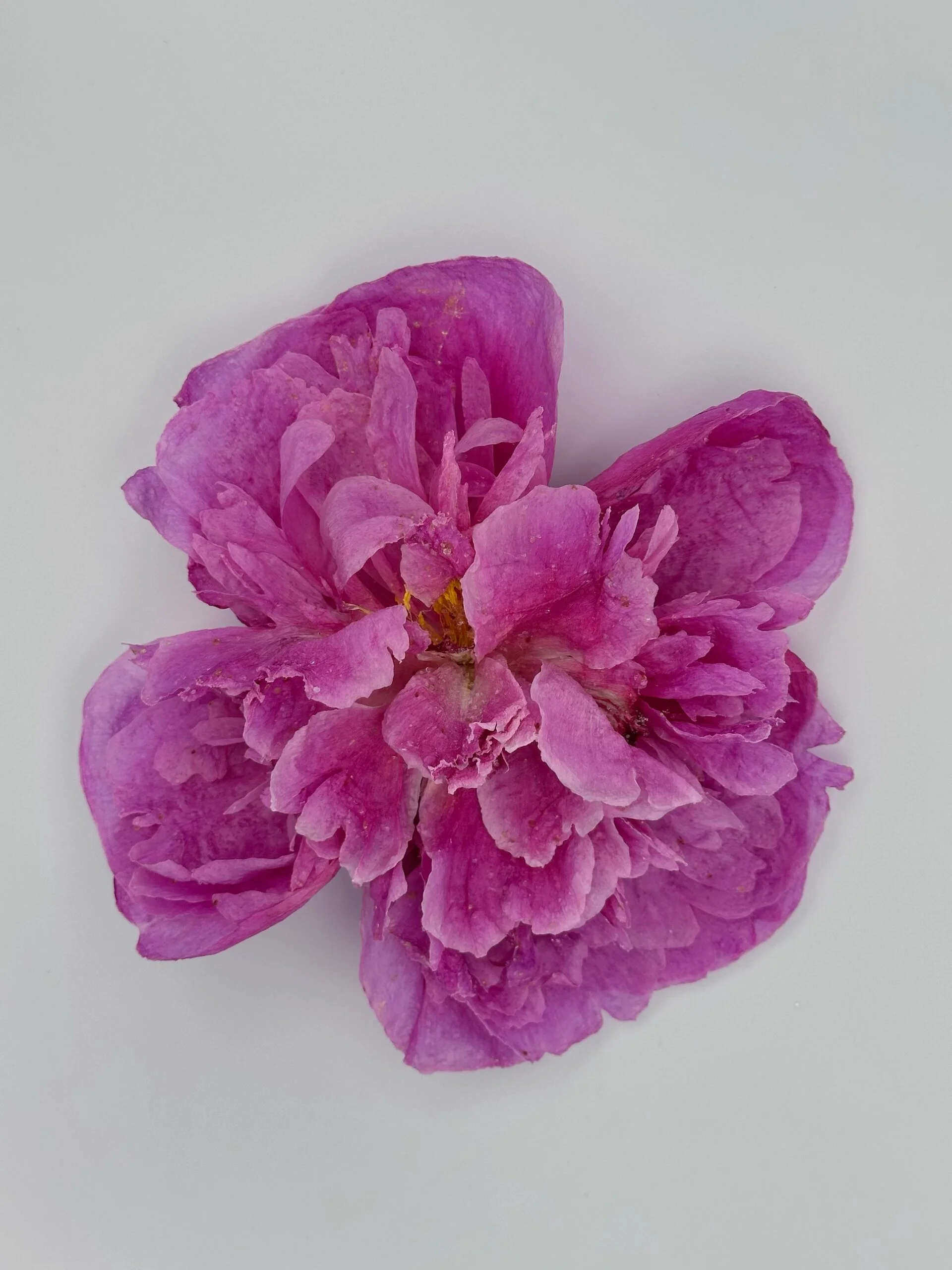 Pink Peony