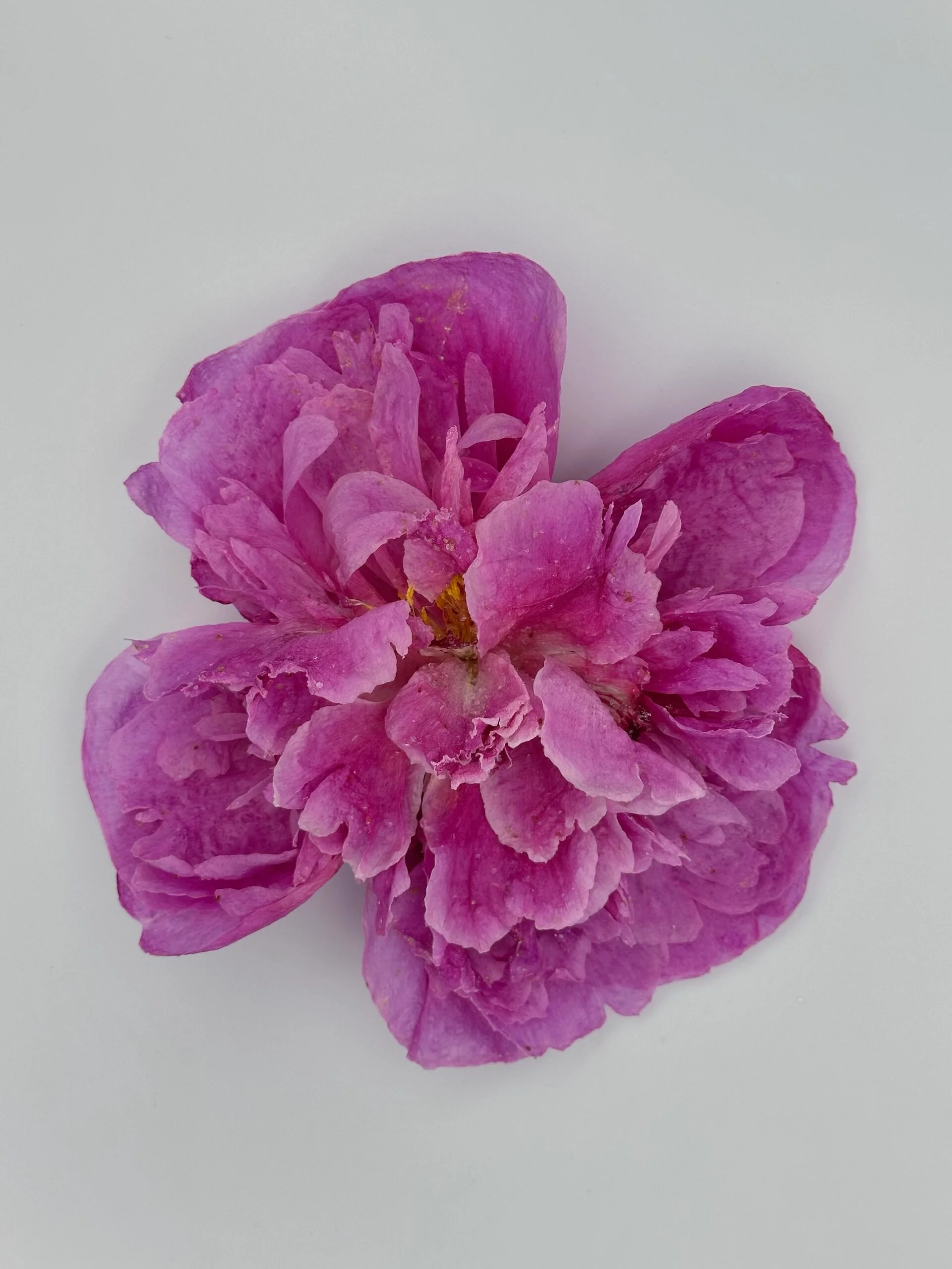 Pink Peony 2