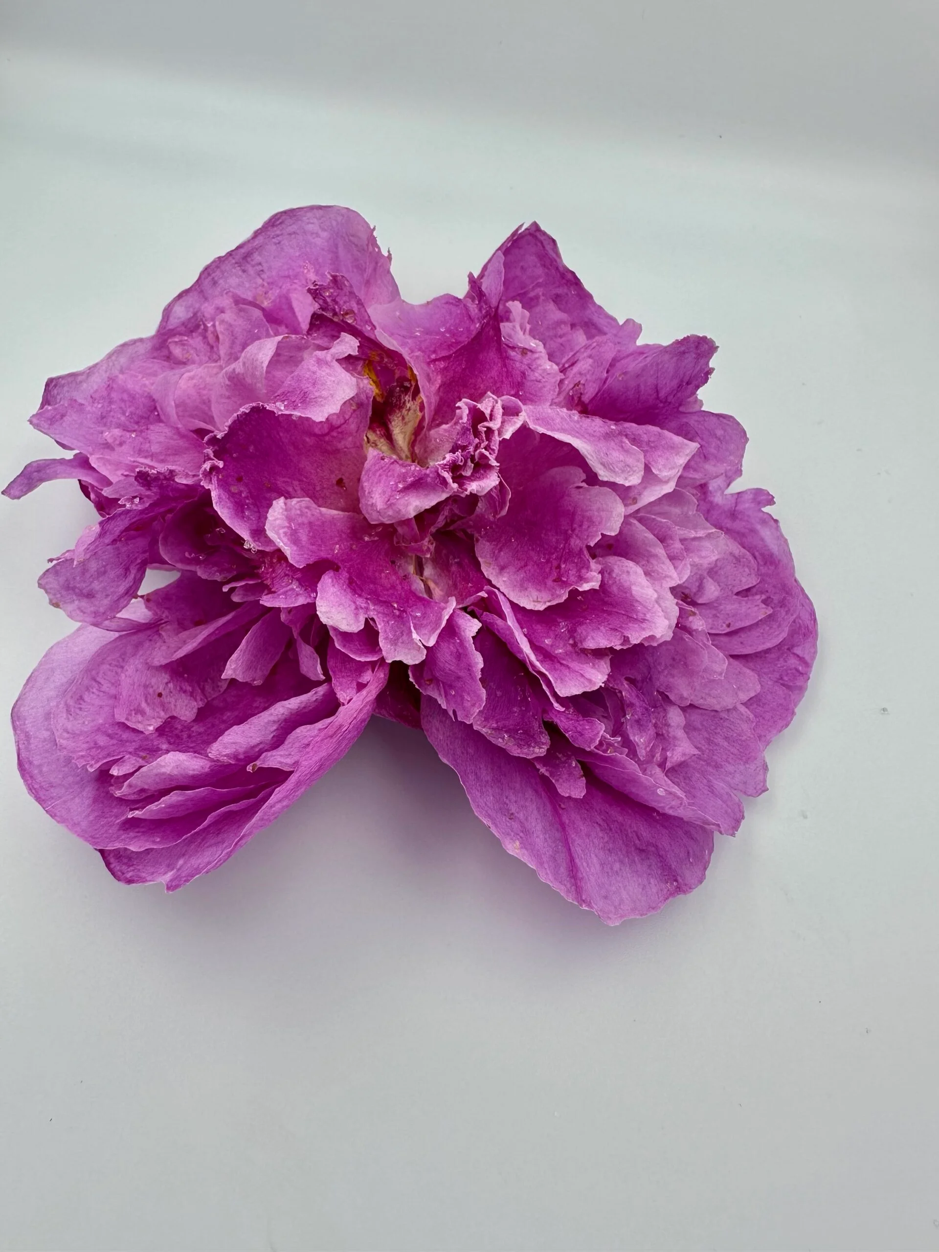 Pink Peony 3