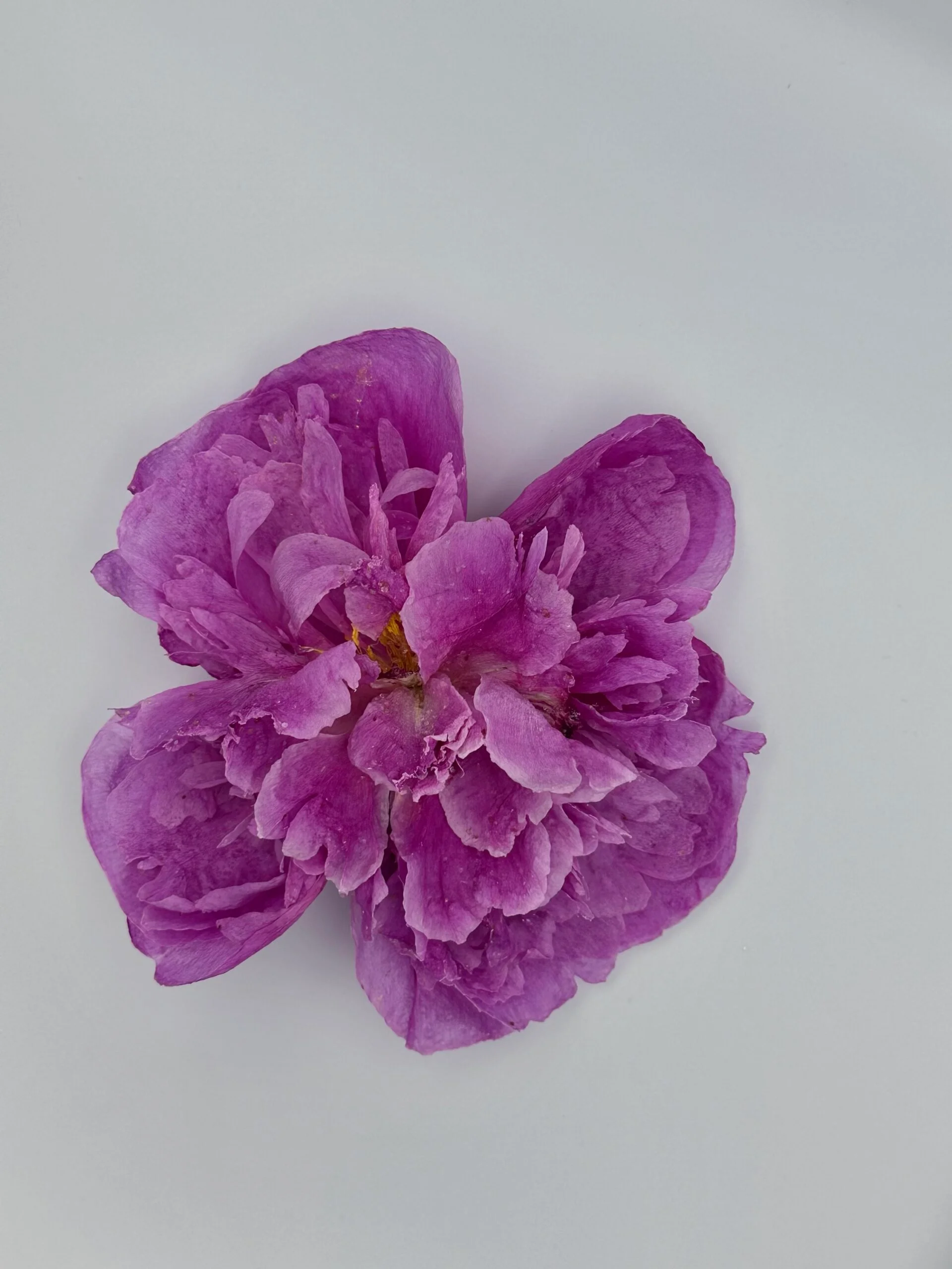 Pink Peony 4