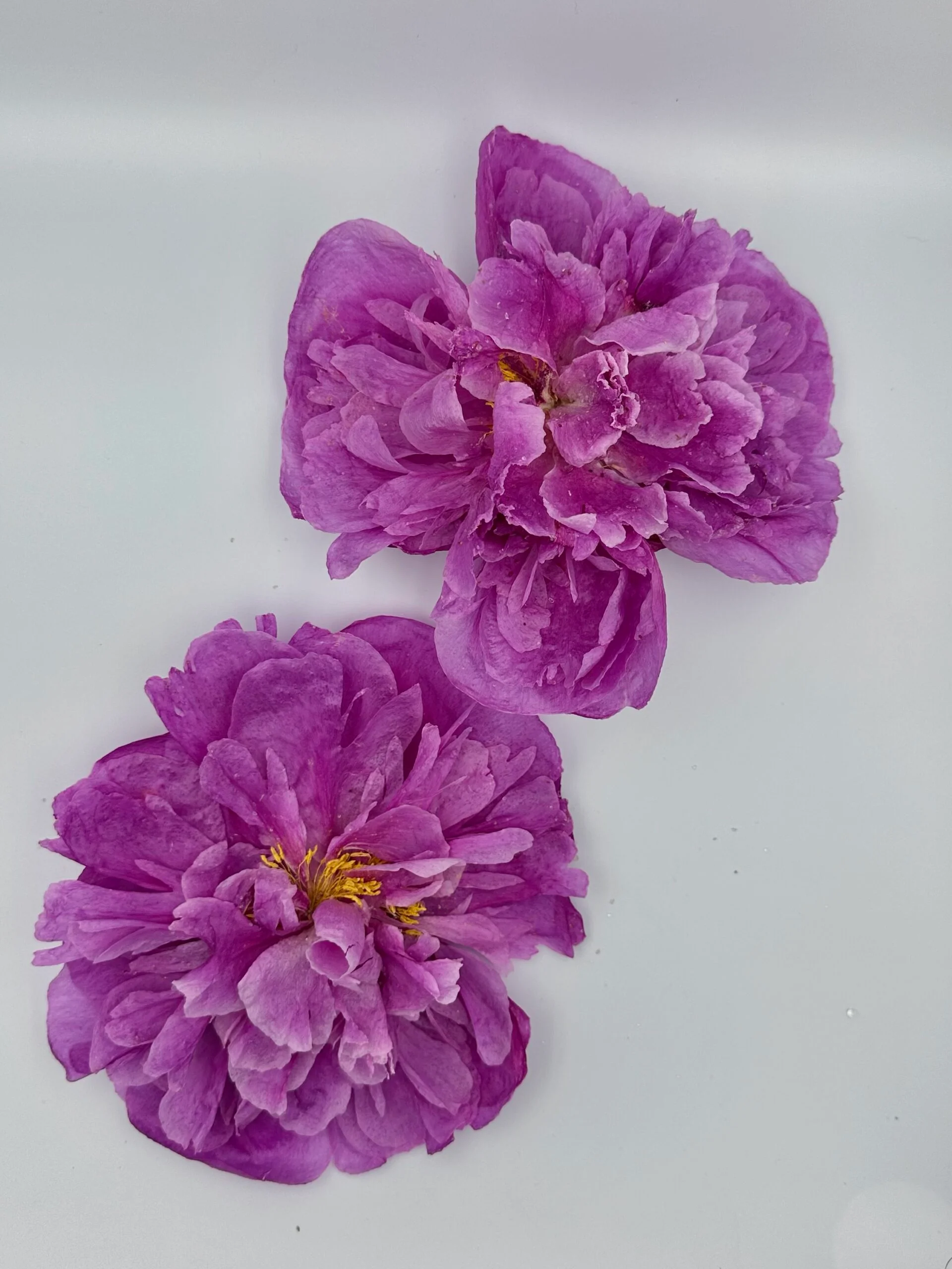 Pink Peony 5