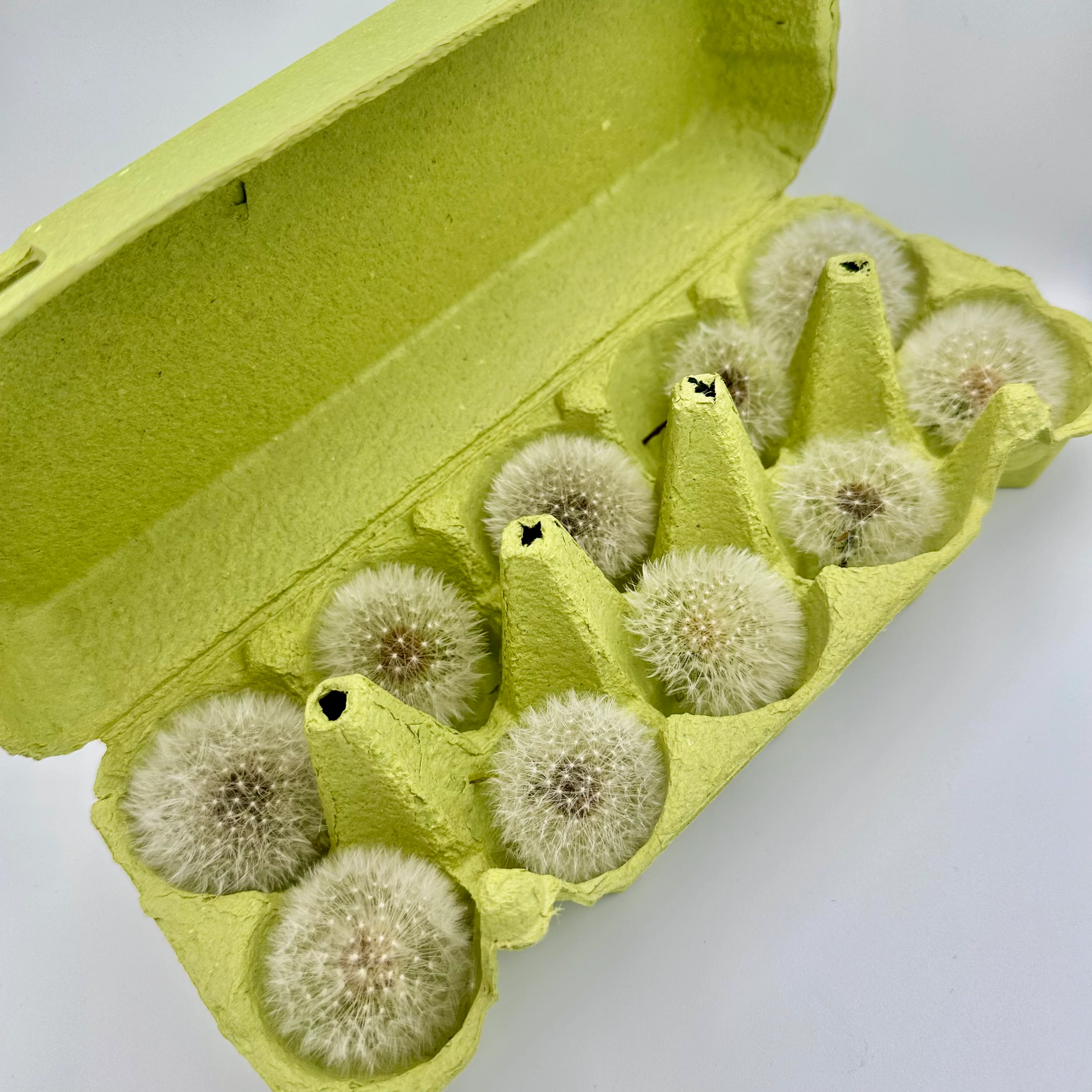 Dandelion seed heads